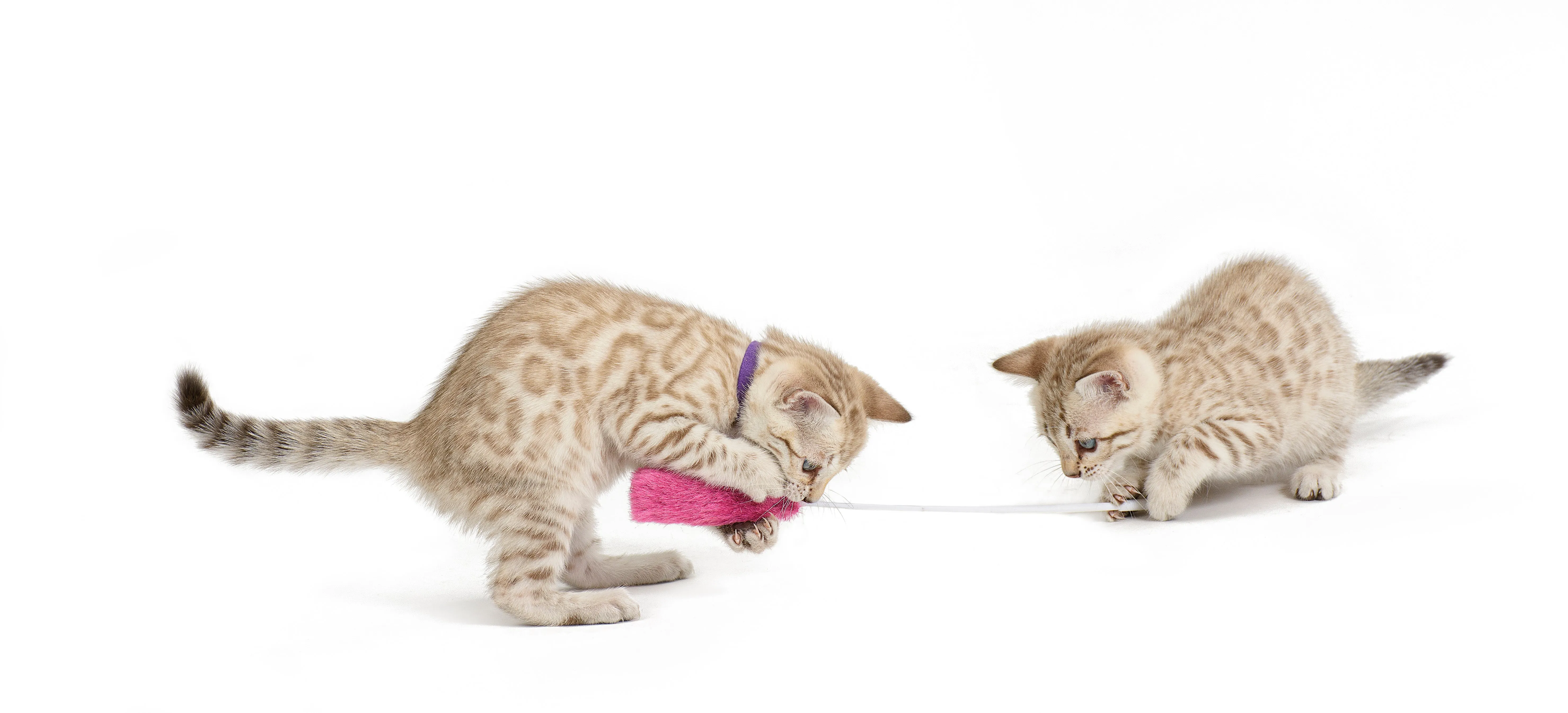 Rompicatz Basics - Plush Tip Teaser 3 pack - Pink